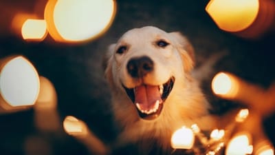 Diwali celebrations can be stressful for pets due to noise and potential hazards. (Unsplash) Diwali celebrations can be stressful for pets due to noise and potential hazards. (Unsplash)
