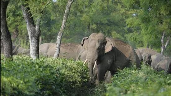 Kolkata News Live Today: WB to use drones fitted with night-vision cameras to tackle man-elephant conflict
