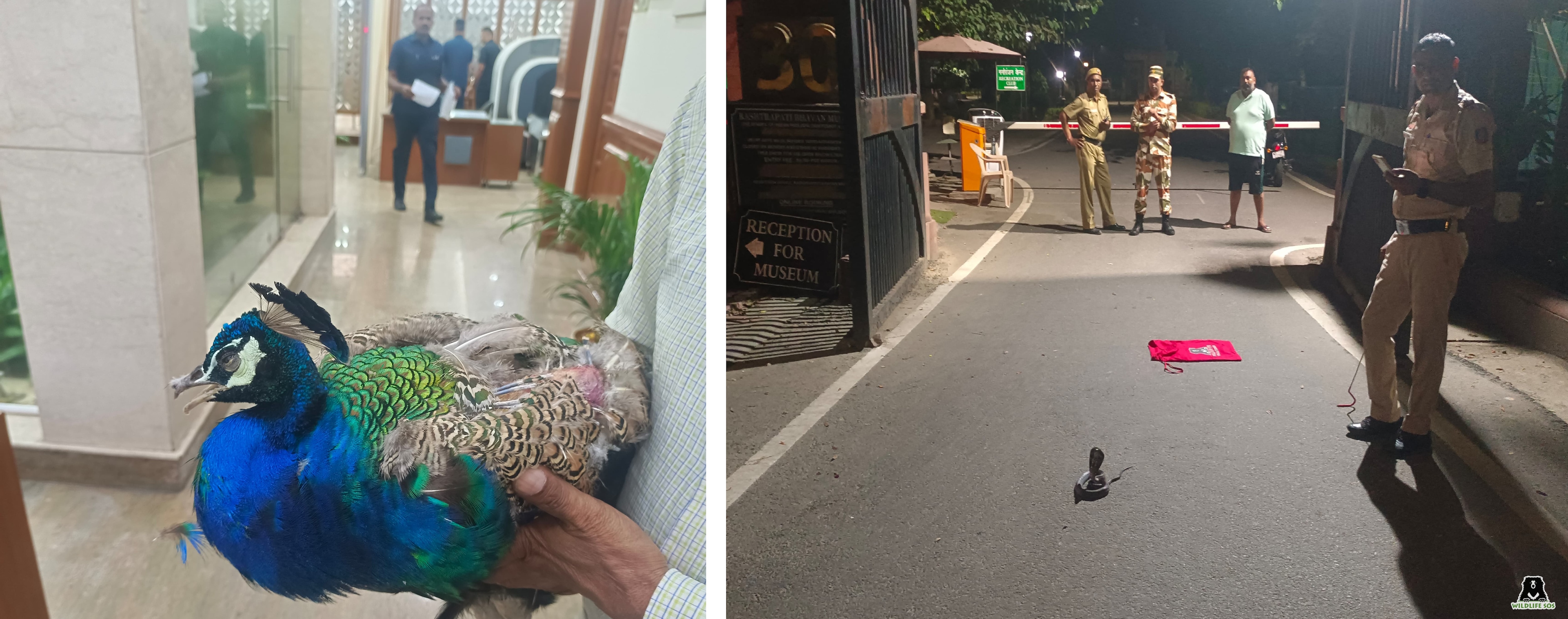 The distressed peacock at the PM’s residence, New Delhi; and (right) the cobra rescued at night from Rashtrapati Bhawan. (PHOTOS: WILDLIFE SOS)