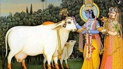 Govatsa Dwadashi honours the sacred bond between humans and cows. (Pinterest) Govatsa Dwadashi honours the sacred bond between humans and cows. (Pinterest)