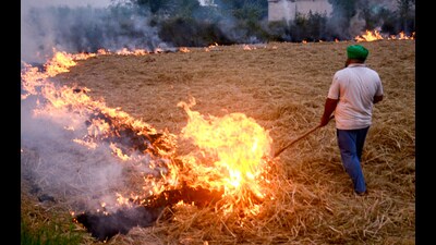 A man sets crop residue on fire in a farm in Patiala district on Sunday. (ANI)