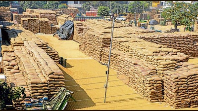 As per the data from the state agriculture department PR 126 variety was sown over 43% of the total 32 lakh hectares under paddy cultivation in the kharif season this year. (ANI File) As per the data from the state agriculture department PR 126 variety was sown over 43% of the total 32 lakh hectares under paddy cultivation in the kharif season this year. (ANI File)