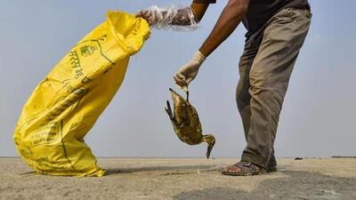 Earlier in 2019, more than 18,000 migratory birds from 13 to 15 species perished in the same region due to botulism. (PTI File Photo) Earlier in 2019, more than 18,000 migratory birds from 13 to 15 species perished in the same region due to botulism. (PTI File Photo)
