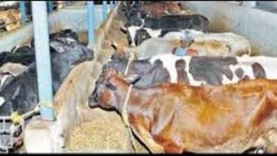 The directive emphasizes performing traditional rituals in designated cow shelters, where preparations for Govardhan Puja, including arrangements for clean and accessible spaces, fresh fodder and water are to be ensured. (For representation) The directive emphasizes performing traditional rituals in designated cow shelters, where preparations for Govardhan Puja, including arrangements for clean and accessible spaces, fresh fodder and water are to be ensured. (For representation)