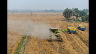 With a sizeable portion of the electorate busy with paddy harvesting and purchasing operations, candidates from the Congress, Aam Aadmi Party (AAP) and the Bharatiya Janta Party (BJP) in high-stake Gidderbaha bypoll are relying on aggressive social media outreach. (PTI) With a sizeable portion of the electorate busy with paddy harvesting and purchasing operations, candidates from the Congress, Aam Aadmi Party (AAP) and the Bharatiya Janta Party (BJP) in high-stake Gidderbaha bypoll are relying on aggressive social media outreach. (PTI)
