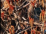 A brain teaser challenged users to spot a hidden animal among branches, sparking lively debate.







