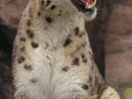 Snow_Leopard