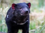 Tasmanian_Devil