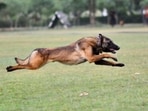 Phantom, a Belgian Malinois was an Indian Army assault dog. Phantom, a Belgian Malinois was an Indian Army assault dog.
