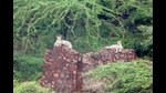 Two leopards near a village in Haryana. (HT Photo)