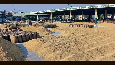 Freshly harvested paddy at a grain market in Bathinda. (Sanjeev Kumar/HT) Freshly harvested paddy at a grain market in Bathinda. (Sanjeev Kumar/HT)