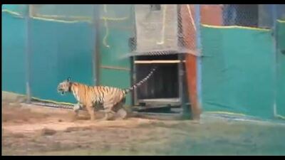Odisha’s chief wildlife warden Susanta Nanda said bringing the tigress from other states would increase the genetic diversity among tigers in Similipal (X/) Odisha’s chief wildlife warden Susanta Nanda said bringing the tigress from other states would increase the genetic diversity among tigers in Similipal (X/)