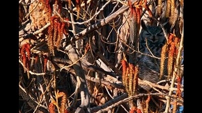 A brain teaser challenged users to spot a hidden animal among branches, sparking lively debate. (Instagram/@br4inteaserhub) A brain teaser challenged users to spot a hidden animal among branches, sparking lively debate. (Instagram/@br4inteaserhub)