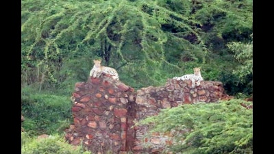 Two leopards near a village in Haryana. (HT Photo)