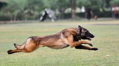 Phantom, a Belgian Malinois was an Indian Army assault dog.