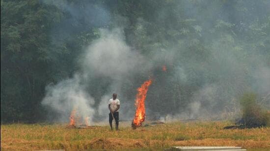 From September 15 to October 27, Punjab has seen 1,995 farm fire cases as compared to 4,059 in the corresponding period last year, according to data from the Punjab Remote Sensing Centre. (HT file photo)