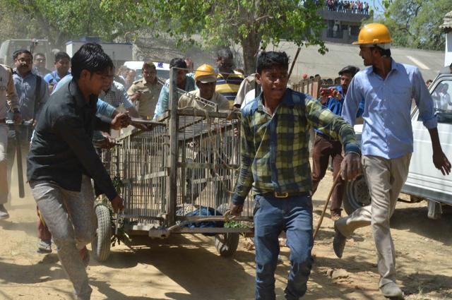 A team of forest officials carrying a tranquilised wild cat in a cage in Meerut. (Anuj kaushik/ Hindustan Times)