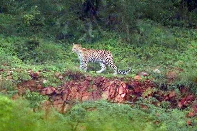 A leopard near a village in the Aravallis. (HT Photo)