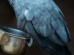 African_Grey_Parrot