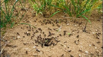 A close-up of an any colony. (Shutterstock Photo) A close-up of an any colony. (Shutterstock Photo)