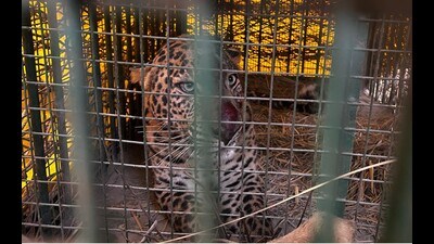 A male leopard captured from Sharda Nagar forest range on Tuesday. (HT Photo)