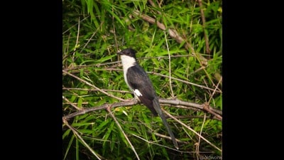 Popular sites such as Nandur Madhmeshwar in Nashik and Bhigwan near Pune welcome various migratory birds during the winter season. (HT PHOTO) Popular sites such as Nandur Madhmeshwar in Nashik and Bhigwan near Pune welcome various migratory birds during the winter season. (HT PHOTO)