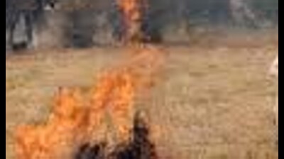 Punjab recorded 36,663 instances of stubble burning in 2023, down from 49,922 recorded in 2022, which was, in turn, down from 71,304 recorded in 2021.