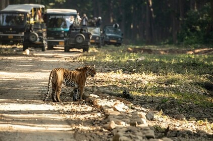 A fun way to spend Diwali this yea is to go animal watching (unsplash) A fun way to spend Diwali this yea is to go animal watching (unsplash)