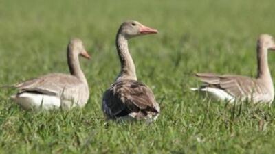 A total of 18 species of ducks and two species of geese belonging to 8 genera of Anatidae family have been recorded. (HT sourced photo) A total of 18 species of ducks and two species of geese belonging to 8 genera of Anatidae family have been recorded. (HT sourced photo)