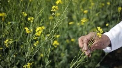 Farmers of Haryana are worried as this is the peak season of mustard sowing and there is a shortage of di-ammonium phosphate (DAP) fertiliser, essential for rabi crops. (Representational photo) Farmers of Haryana are worried as this is the peak season of mustard sowing and there is a shortage of di-ammonium phosphate (DAP) fertiliser, essential for rabi crops. (Representational photo)