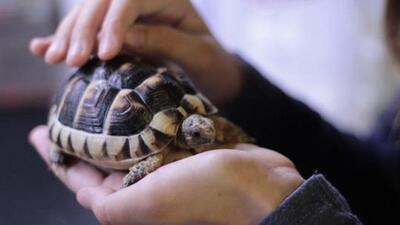In keeping with its species-specific conservation approach, Pune forest department will start rehabilitation programme for turtles rescued from across Maharashtra except the Vidarbha region. ((PIC FOR REPRESENTATION)) In keeping with its species-specific conservation approach, Pune forest department will start rehabilitation programme for turtles rescued from across Maharashtra except the Vidarbha region. ((PIC FOR REPRESENTATION))