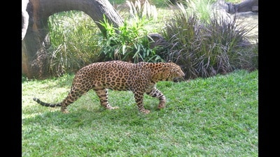 The residents of Hunasamaranahalli, Bengaluru, have urged the Yelahanka forest officials to capture the leopard after a video went viral on social media allegedly showing a leopard roaming in the area (File photo) The residents of Hunasamaranahalli, Bengaluru, have urged the Yelahanka forest officials to capture the leopard after a video went viral on social media allegedly showing a leopard roaming in the area (File photo)