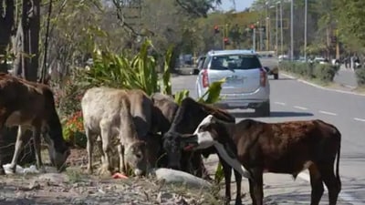 Cow Cow