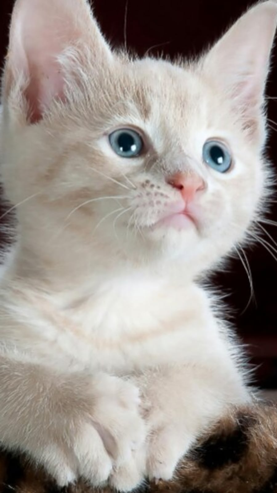 An Cat 8 surprising behaviours of domestic cats