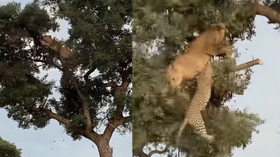 A lioness and leopard fought atop a tree, leading to a dramatic fall, captivating social media viewers. (Instagram/simon_kilevo ) A lioness and leopard fought atop a tree, leading to a dramatic fall, captivating social media viewers. (Instagram/simon_kilevo )