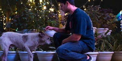Let’s be a little mindful for furry buddies this Diwali (Shutterstock) Let’s be a little mindful for furry buddies this Diwali (Shutterstock)