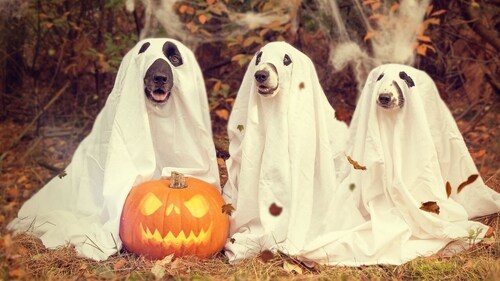 Diwali and Halloween funny and creative wishes Diwali and Halloween funny and creative wishes