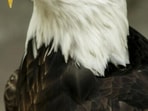 Bald_Eagle