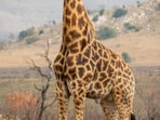 Giraffe