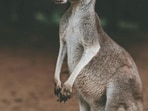 Kangaroo