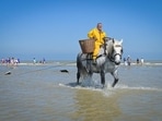 In Oostduinkerke, Belgium, horseback shrimp-fishing thrives as a UNESCO-listed tradition.