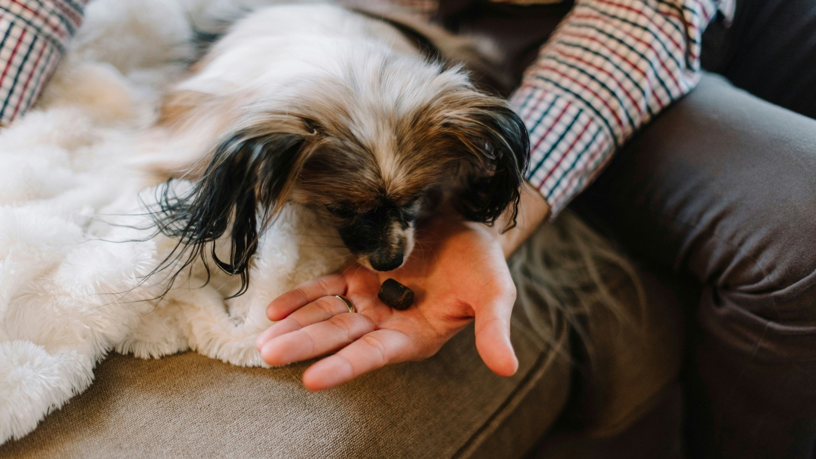 Picture of Pet safety alert: From chocolates to raisins, 6 festive foods and ...