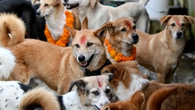 Dogs decorated with marigold garlands for Tihar, which is the local name for Diwali in Nepal are pictured at a dog care centre in Kathmandu on October 31, 2024. (AFP) Dogs decorated with marigold garlands for Tihar, which is the local name for Diwali in Nepal are pictured at a dog care centre in Kathmandu on October 31, 2024. (AFP)