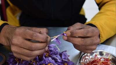 Saffron production had peaked in Kashmir in the 1990s. (File) Saffron production had peaked in Kashmir in the 1990s. (File)