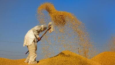The total procurement target for this season has been set at 2,14,776 MT. (PTI)
