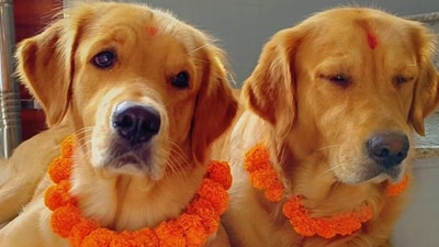 Kukur Tihar (Instagram/@anu_pakhrin_raj) Kukur Tihar (Instagram/@anu_pakhrin_raj)
