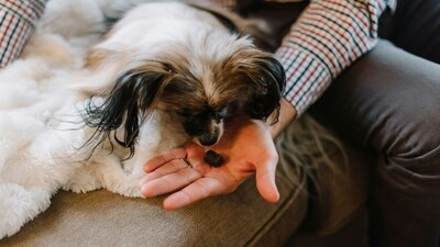 As the festive season arrives, sharing treats with loved ones is a joy. However, not all holiday foods are safe for pets. (Unsplash) As the festive season arrives, sharing treats with loved ones is a joy. However, not all holiday foods are safe for pets. (Unsplash)