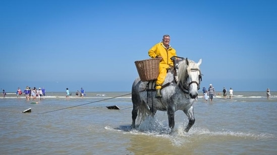 In Oostduinkerke, Belgium, horseback shrimp-fishing thrives as a UNESCO-listed tradition. (File photo)