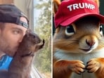 P'NUT, who spent seven years living with Longo, garnered fame for his amusing antics. He was frequently spotted devouring waffles while sporting crocheted bunny ears or sporting small cowboy hats.
