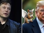 Tesla CEO Elon Musk extended condolences to Longo over the death of Peanut. “President @realDonaldTrump will save the squirrels 🐿️ 😢 RIP P’Nut.” Tesla CEO Elon Musk extended condolences to Longo over the death of Peanut. “President @realDonaldTrump will save the squirrels 🐿️ 😢 RIP P’Nut.”